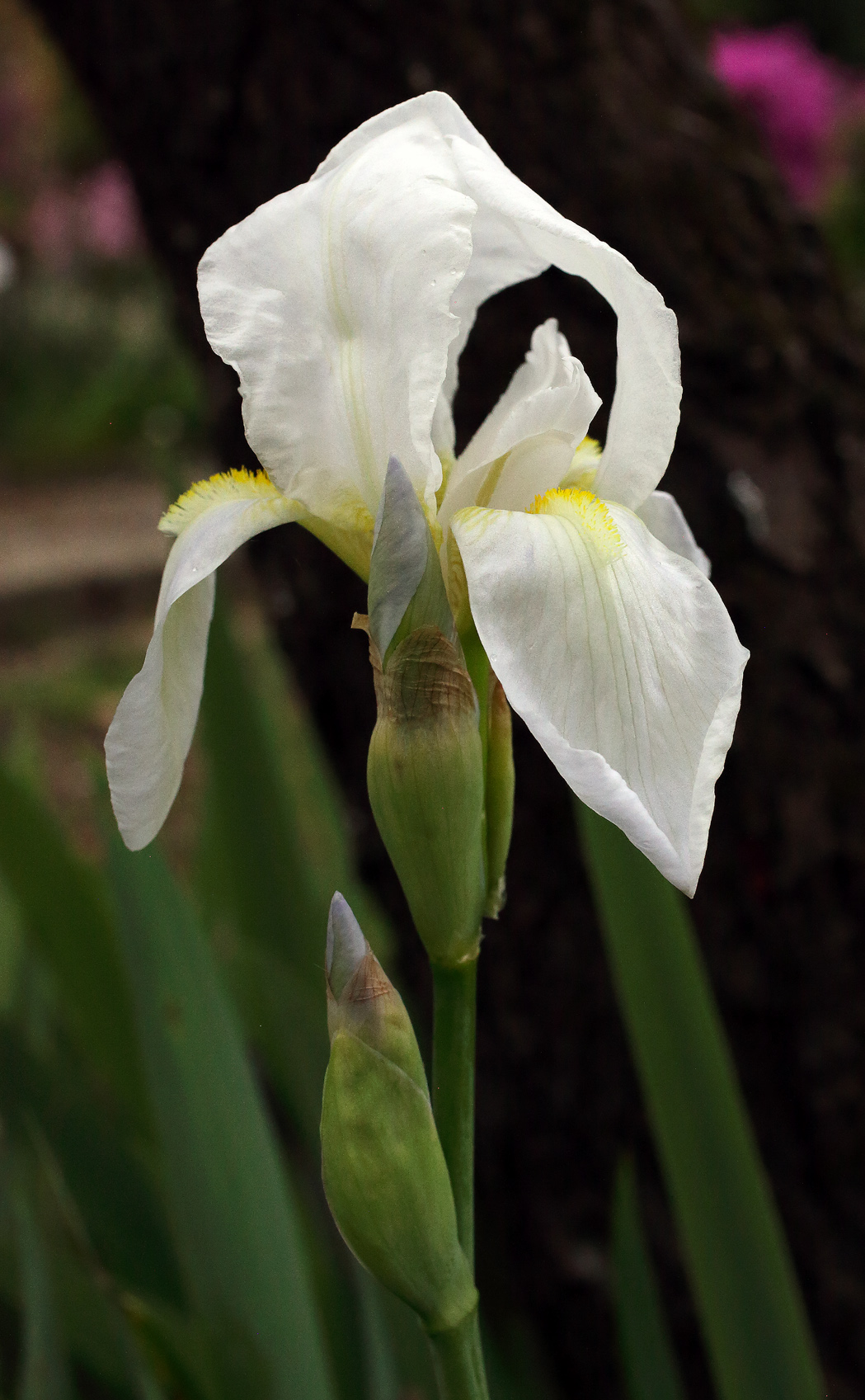 bianco fiore dell'Iris florentina L. sbocciato da poco davanti all'albicocco, sullo sfondo il fucsia delle azalee
