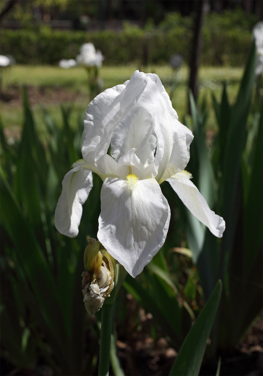 bianco fiore di Iris florentina