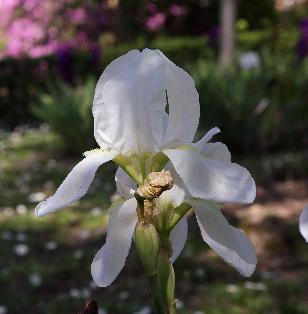 2 fiori di Iris florentina in primo piano, dietro si intravede yn'altra aiuola di Iris e azalee fiorite