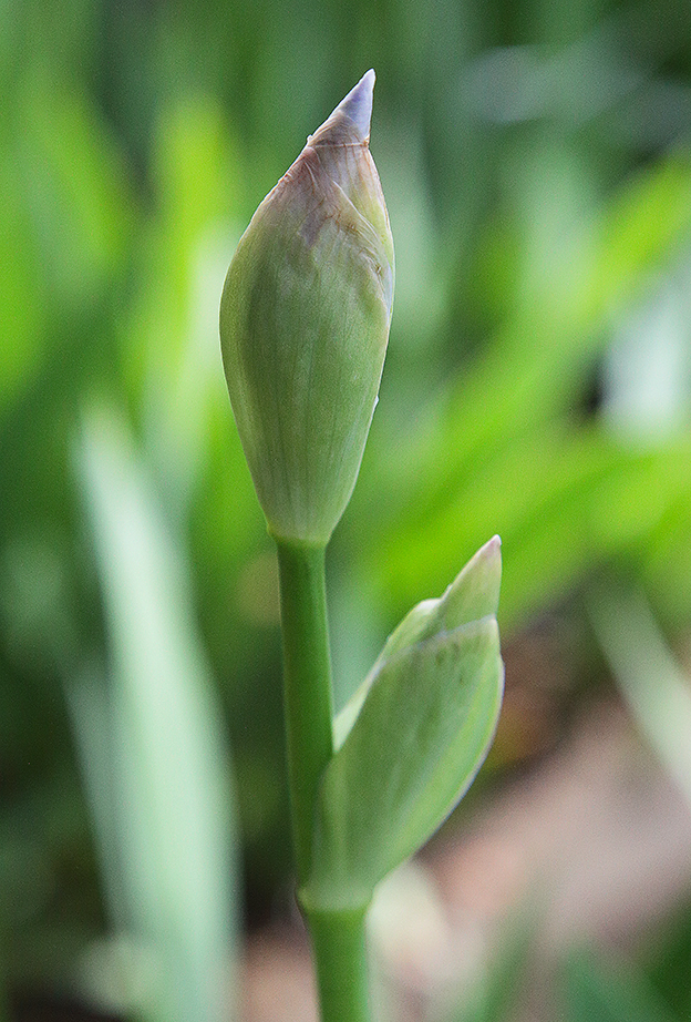 Iris florentina L., bocci, di cui uno mostra la puntina con le lacinie pronte