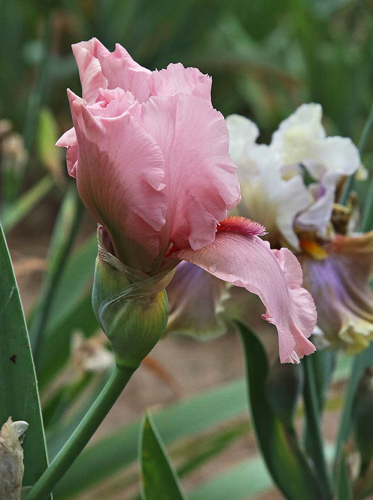 fiore di iris di colore rosa che si sta aprendo