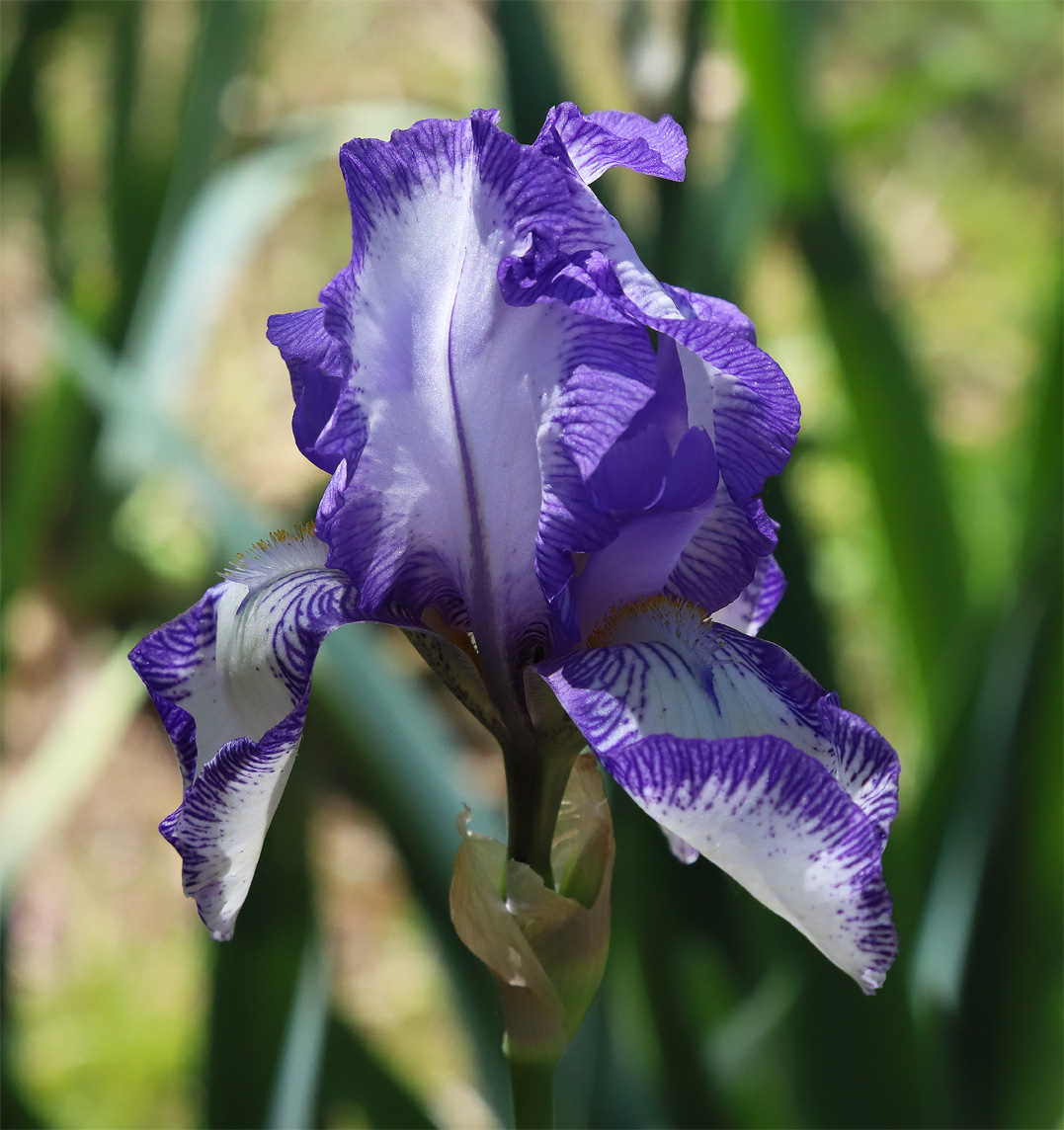 iris bianca bordata di violetto-blu