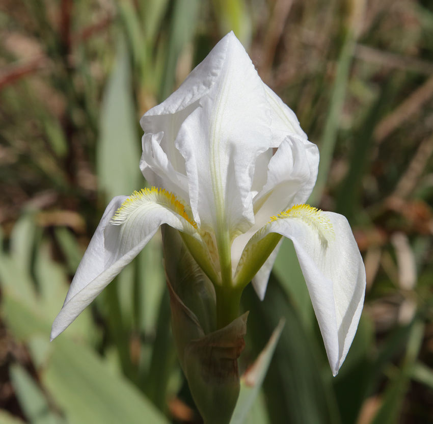 il bianco fiore di Iris florentina L. appena aperto: le lacinie non sono ancora del tutto distese e appaiono ancora appuntite