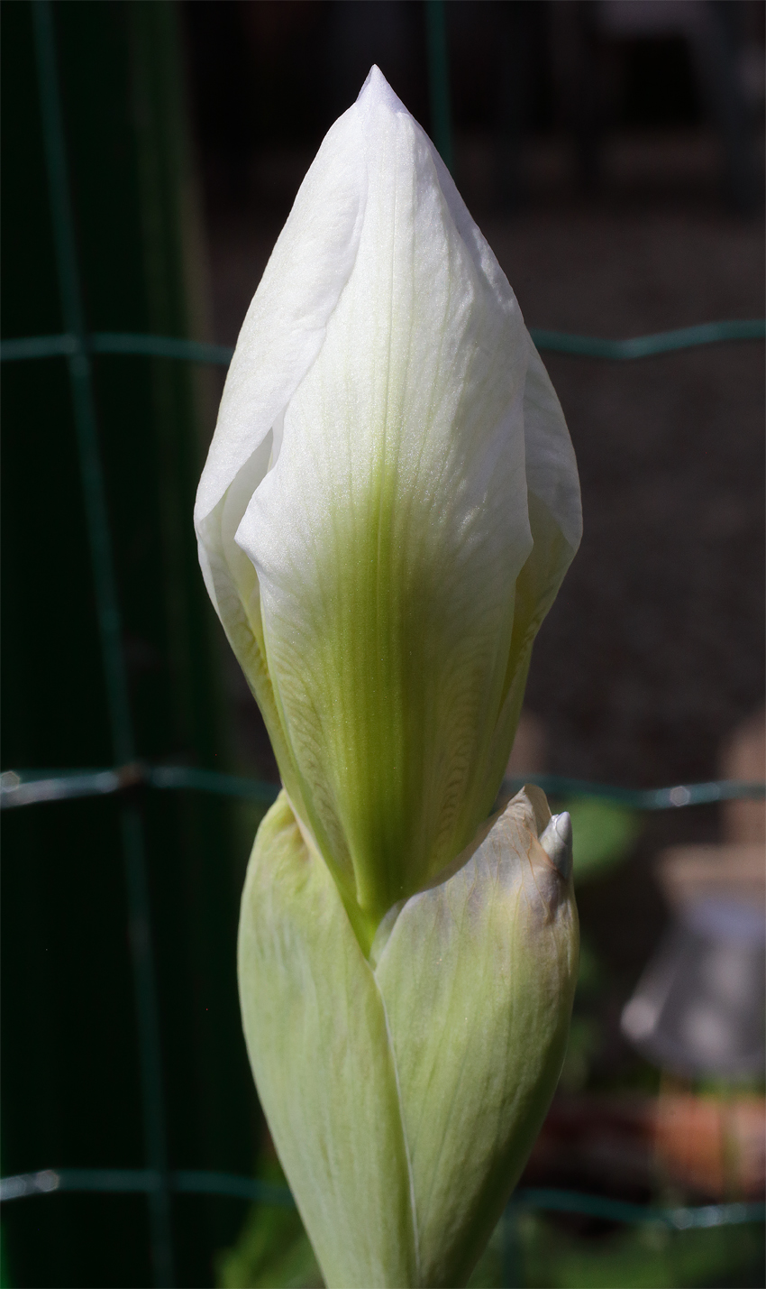 il bianco fiore di Iris florentina L. che sta per aprirsi, il bioccio Ã¨ come rigonfio