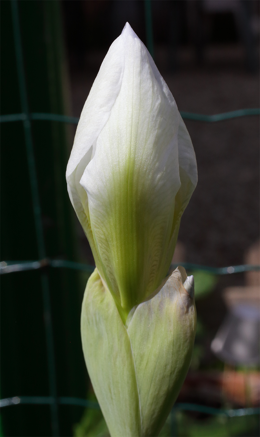 il bianco fiore di Iris florentina L. che sta per aprirsi, il bioccio è come rigonfio