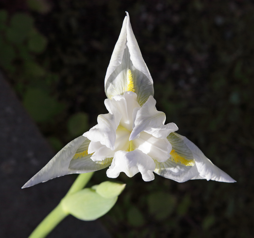 il bianco fiore dell'Iris florentina L. in sboccio visto dall'alto con la tipica forma triangolare