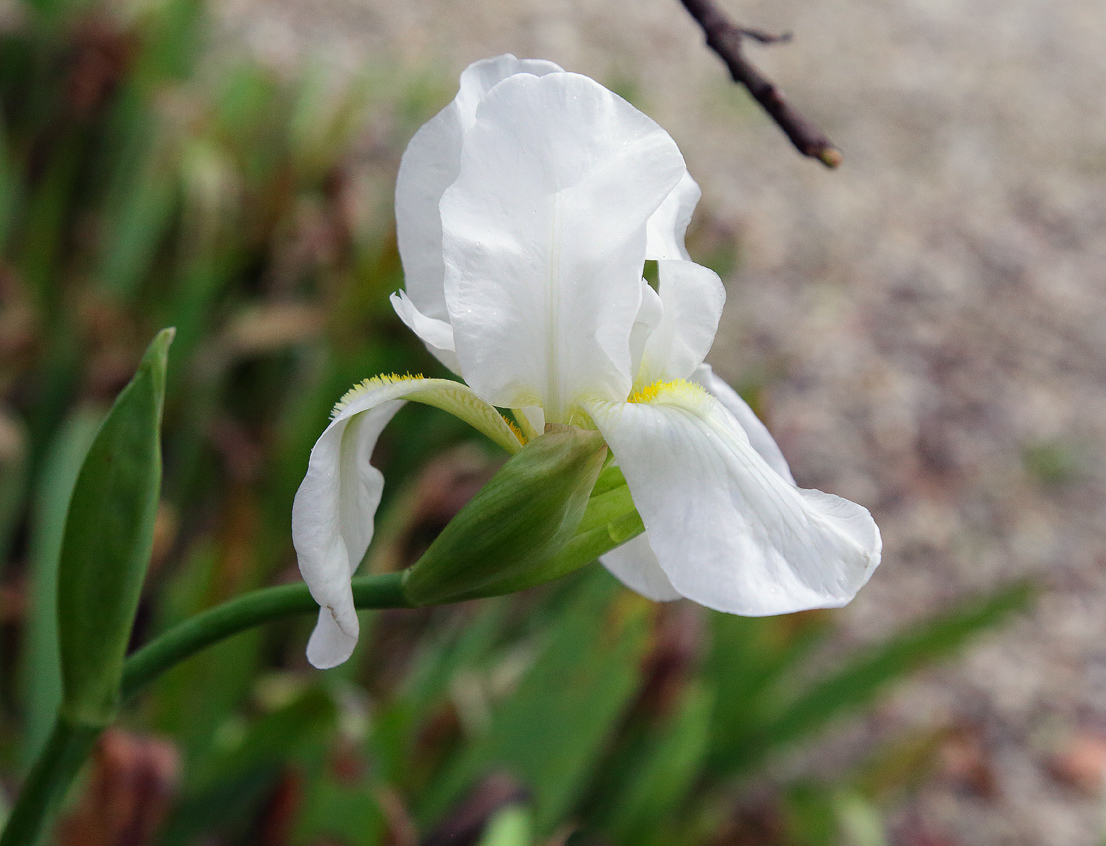 il bianco fiore dell'Iris florentina L. precocemente sbocciato