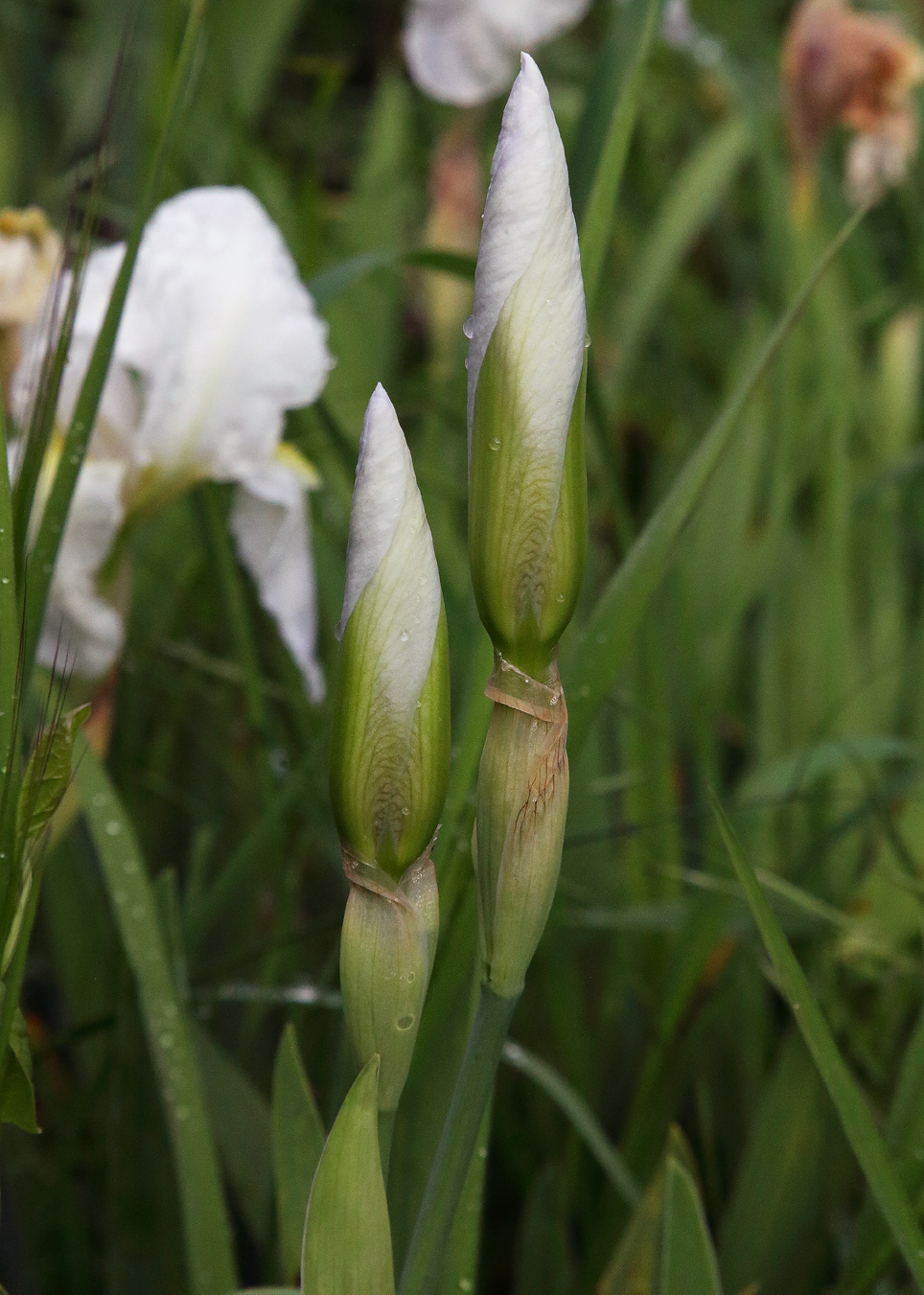 2 bocci di Iris florentina