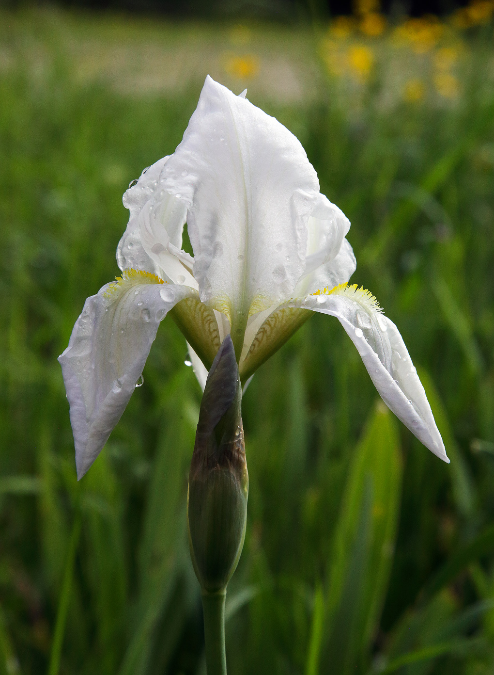 fiori di Iris florentina in primo piano con alcune gocce d'acqua sopra, con un prato sullo sfondo