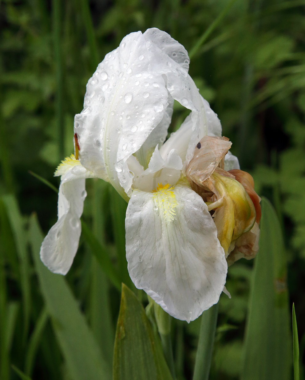 fiore di Iris florentina L. un po' strapazzato dalla pioggia con gocce d'acqua sopra