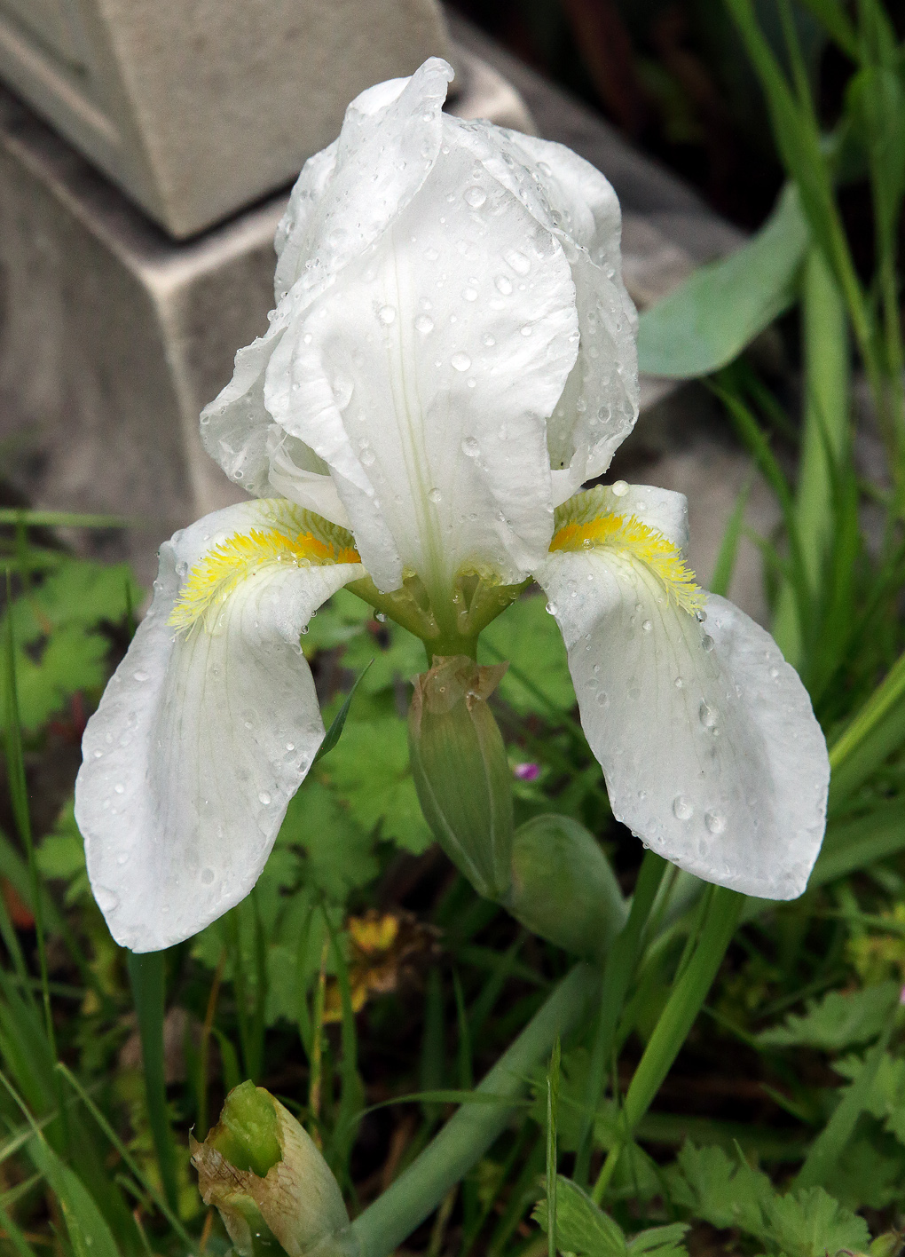 ape in primo piano sul candido fiore di Iris florentina L.