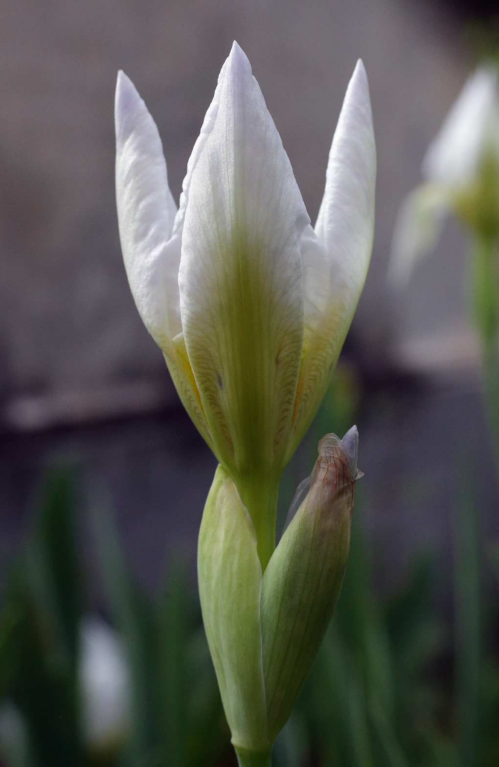 fiore in sboccio di Iris florentina L. con la tipica forma a tre punte