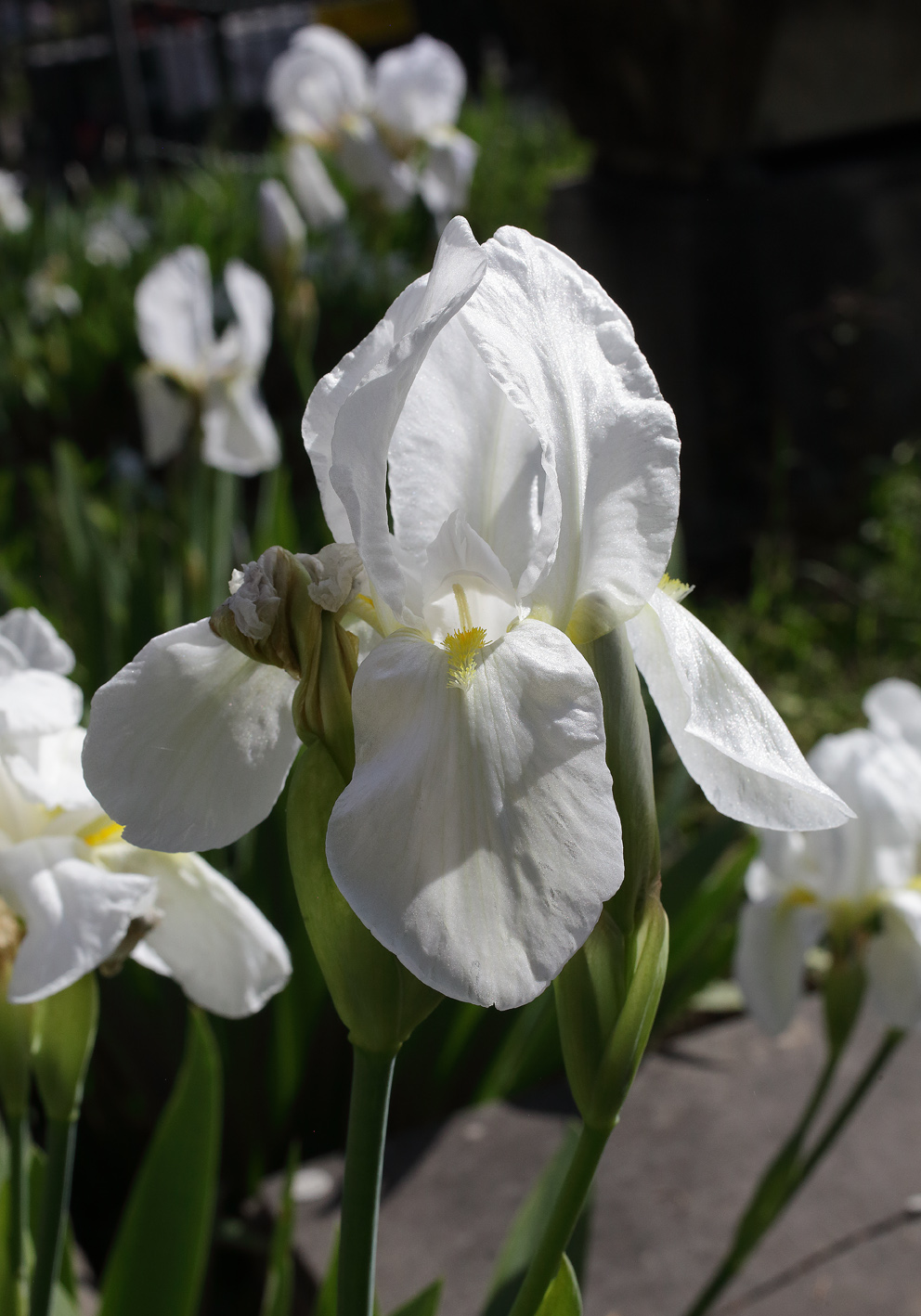 in primo piano il candido fiore dell'Iris florentina