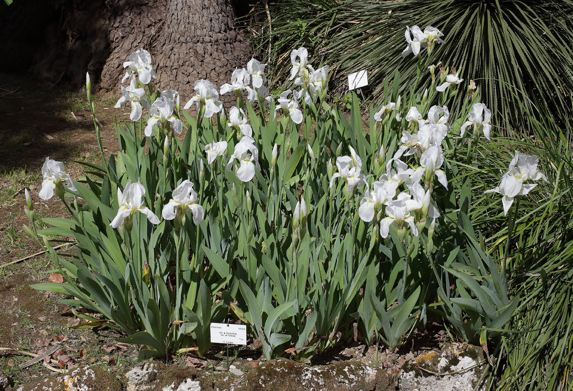 Aiuola di Iris florentina L. con cartellino botanico