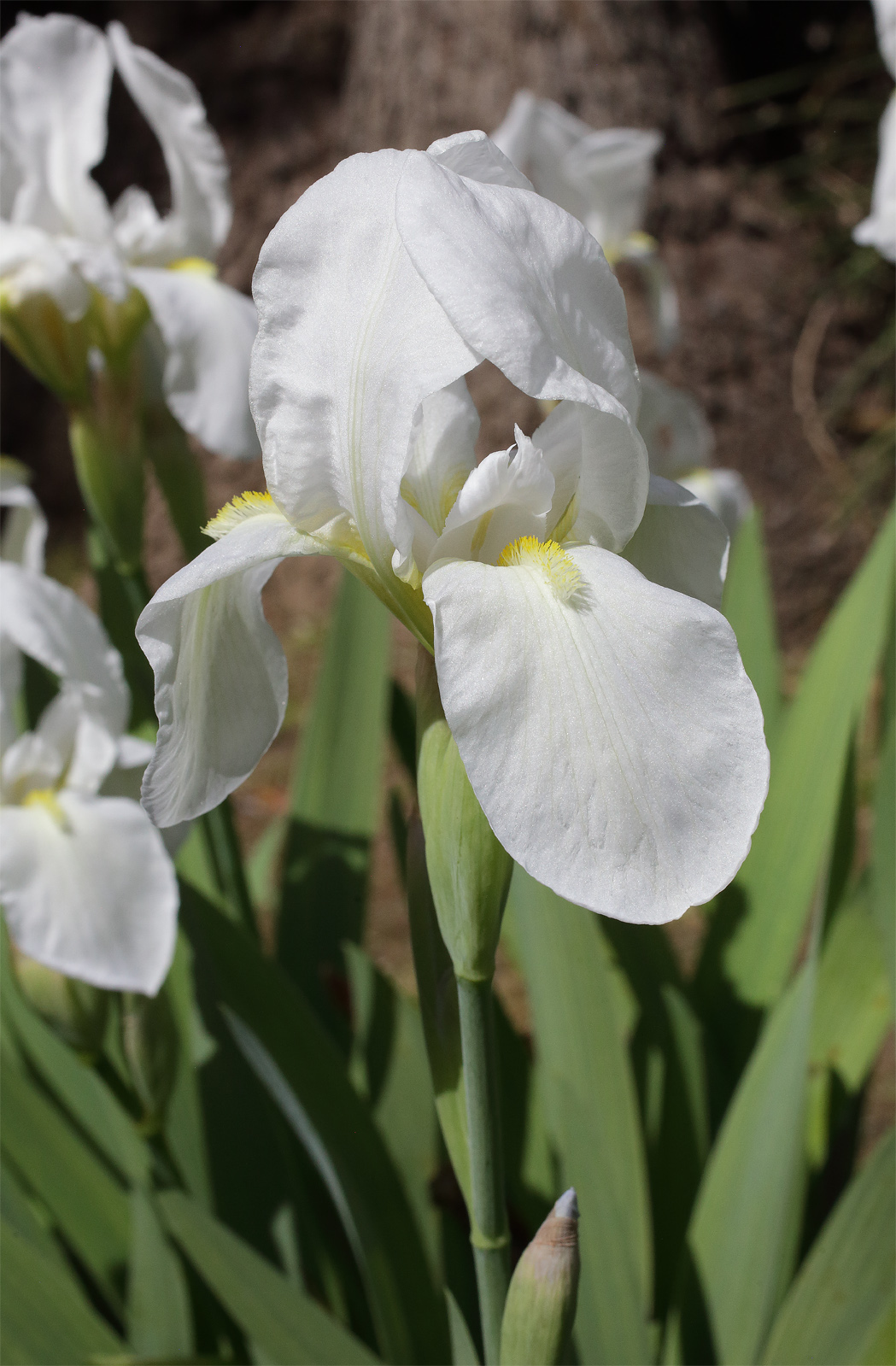 Iris florentina L. - fiore che splende al sole