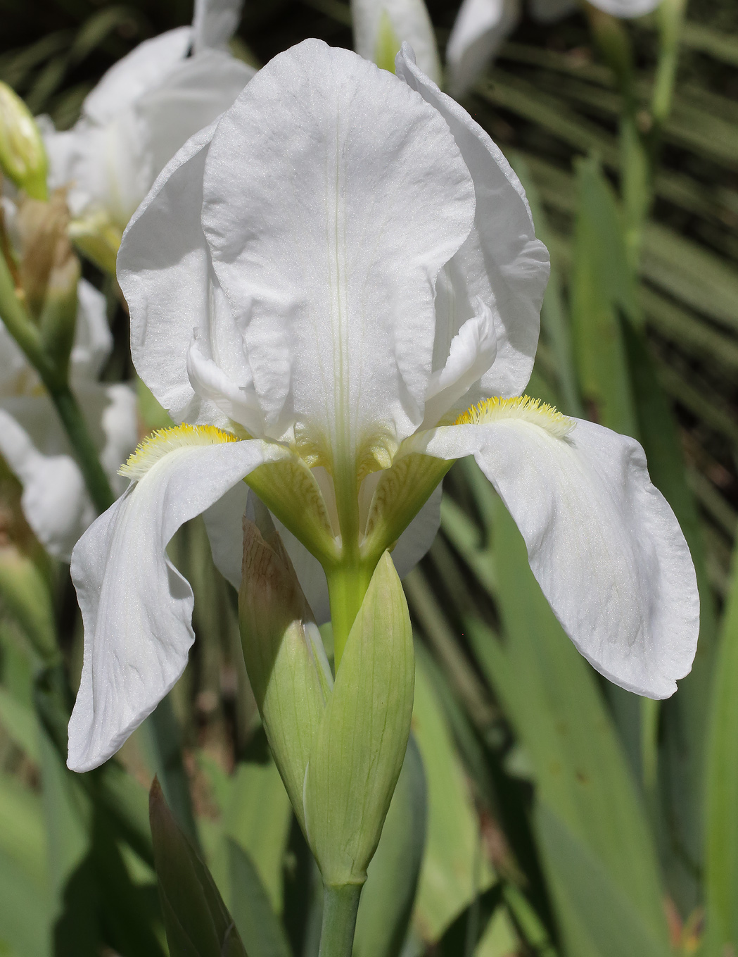 varie piante fiorite di Iris florentina L. con sullo sfondo una delle famose azalee