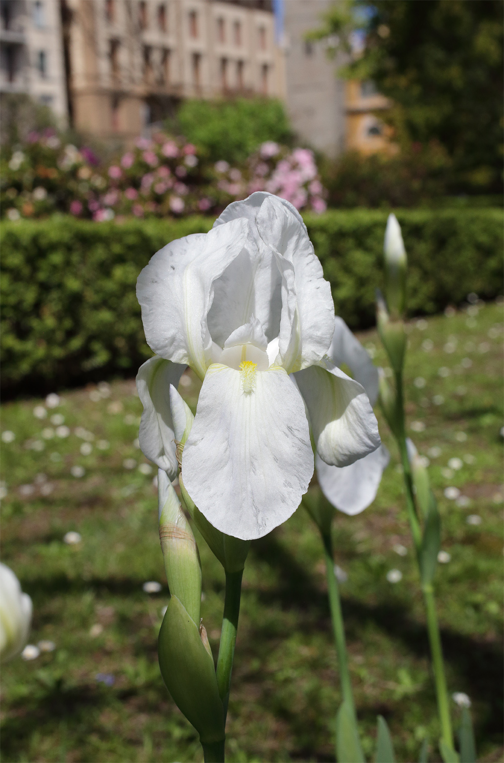 bianco fiore dell'Iris florentina L., sullo sfondo il fucsia delle azalee e i palazzi di via La Pira