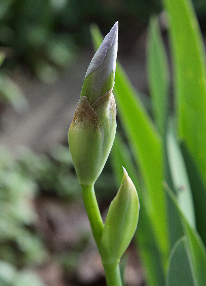 Iris florentina L., boccio apicale