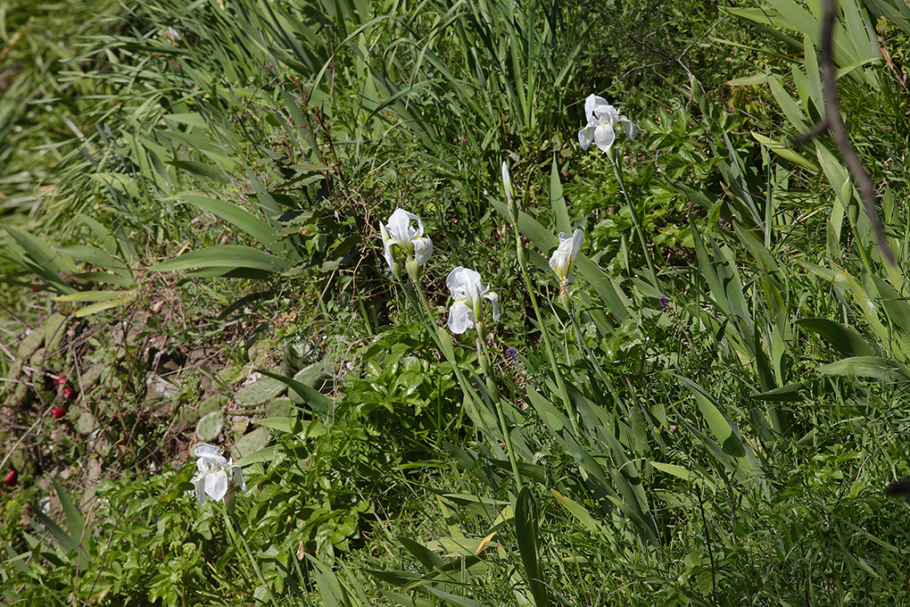 gruppo dei bianchi fiori dell'Iris florentina