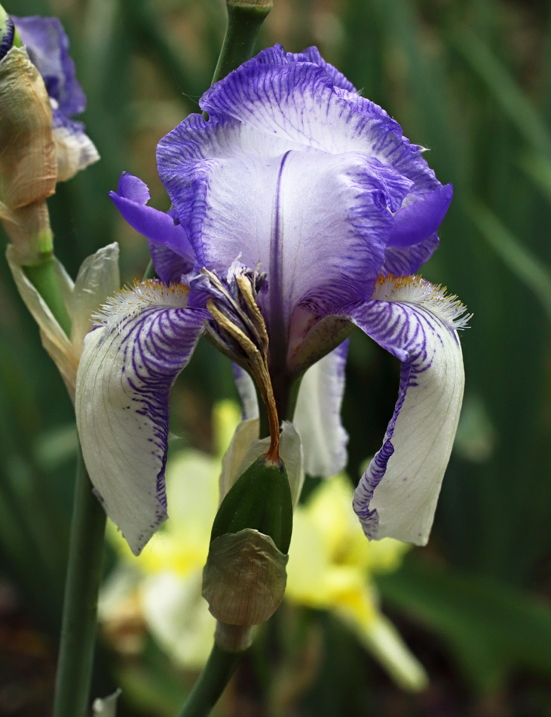 iris come quella precedente ma con la capsula verde del frutto adiacente a un fiore ancora non sfiorito