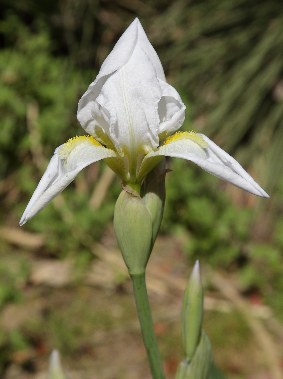 fiore di Iris florentina L. appena sbocciato