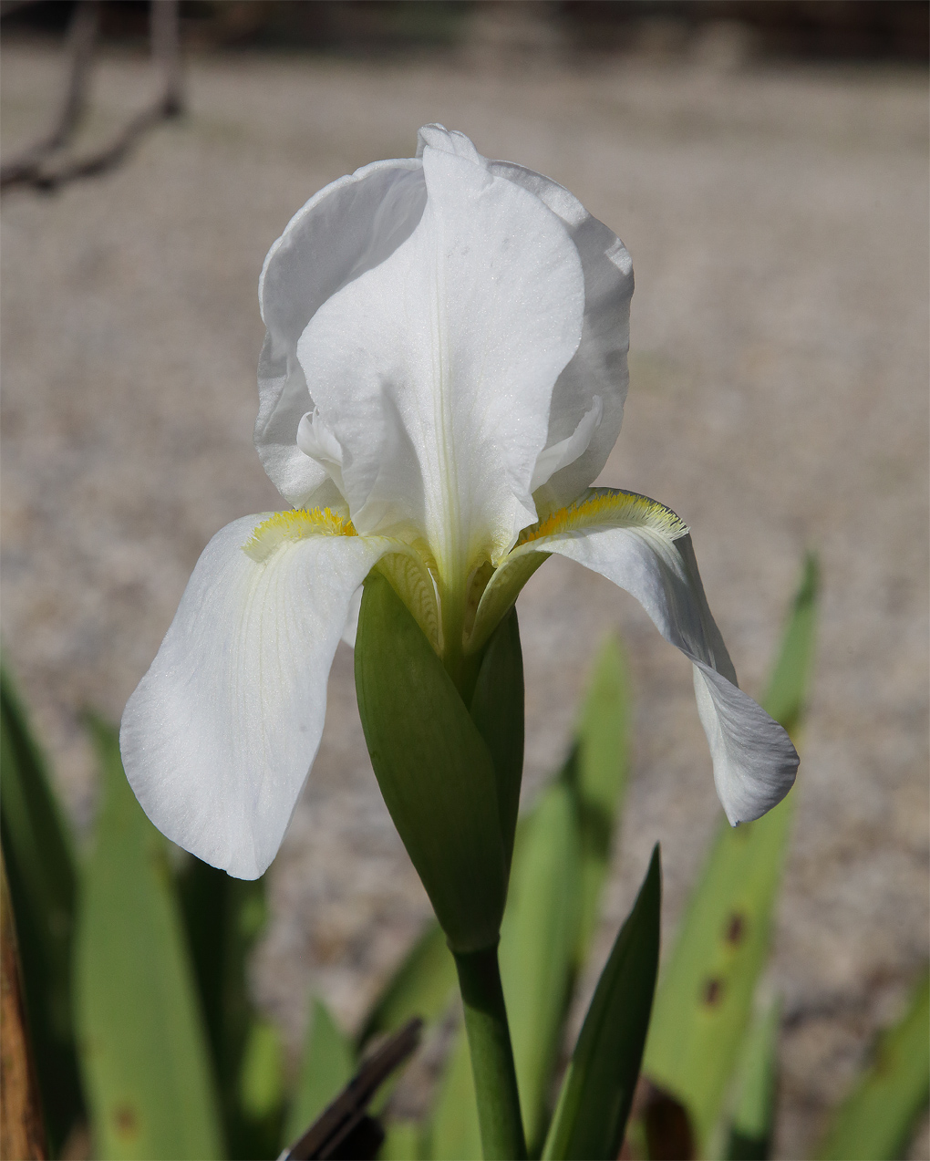 fiore di Iris florentina L. che emerge dalle brattee