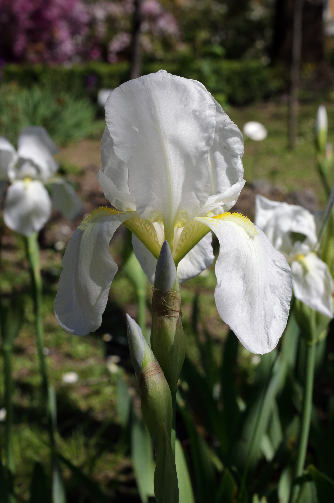 bianco fiore dell'Iris florentina L., sullo sfondo le azalee