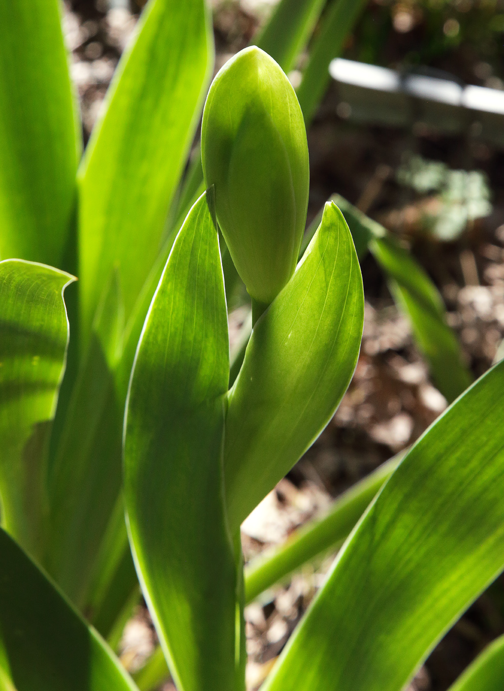 infiorescenza di Iris florentina in fase iniziale, controluce si scorgono i futuri bocci dei fiori apicali ancora uniti e protett1 dalle brattee