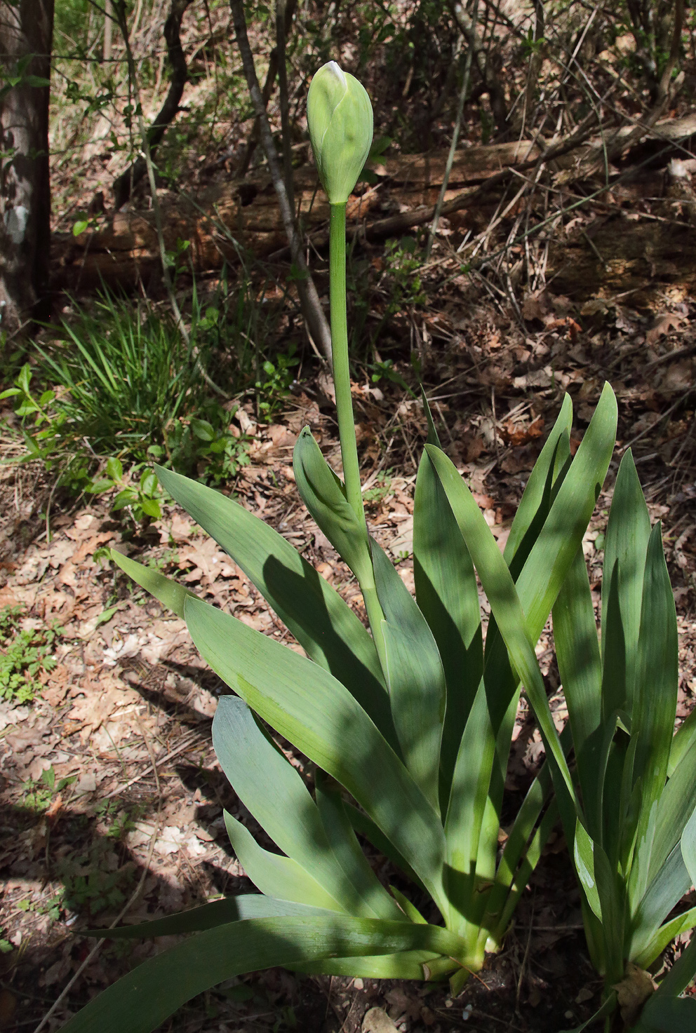 pianta di Iris florentina con boccio in apice