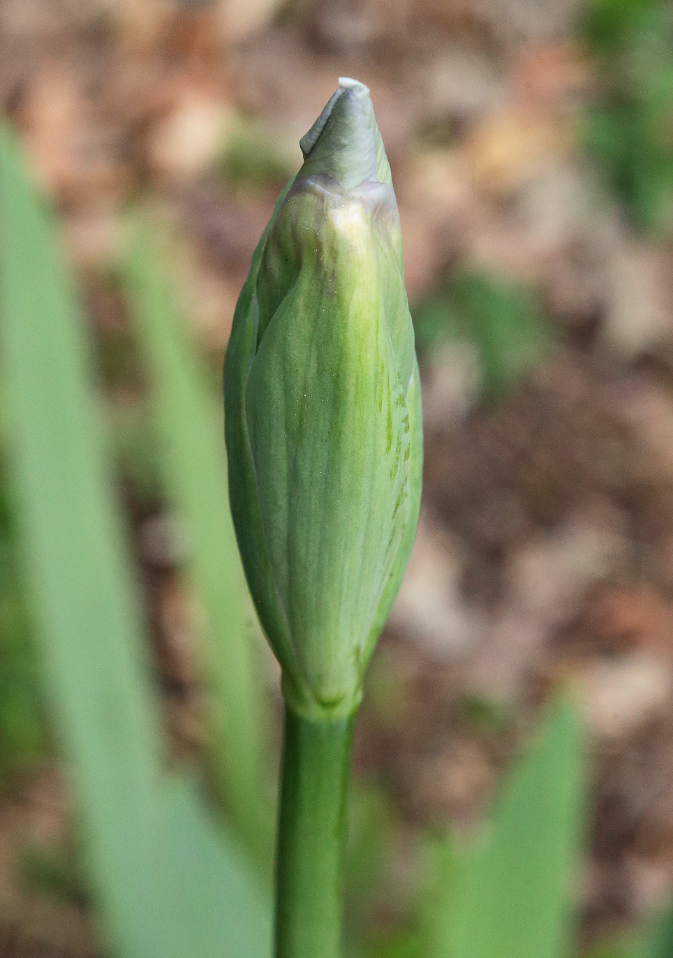 boccio apicale di iris florentina