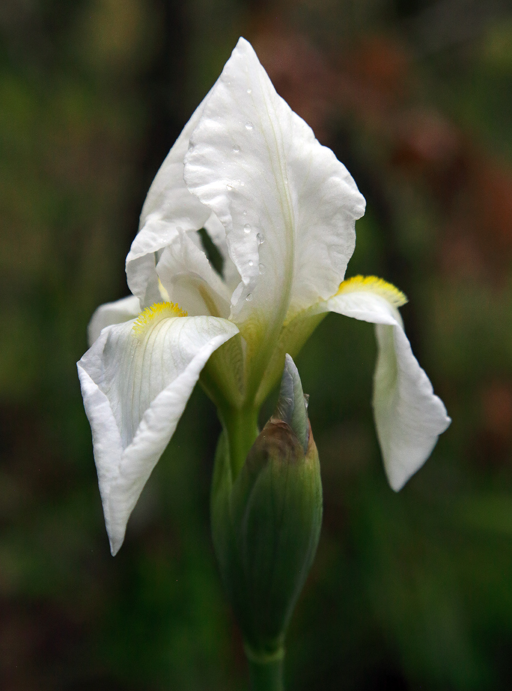fiore di Iris florentina appena sbocciato, con la forma delle lacinie ancora appuntita