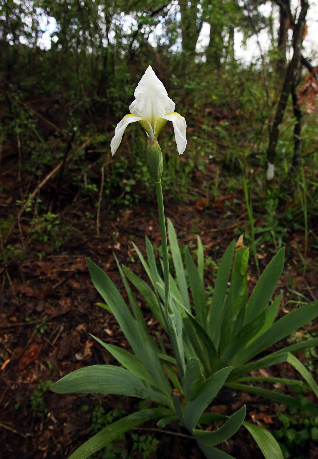 pianta fiorita di Iris florentina con il fiore in apice appena sbocciato