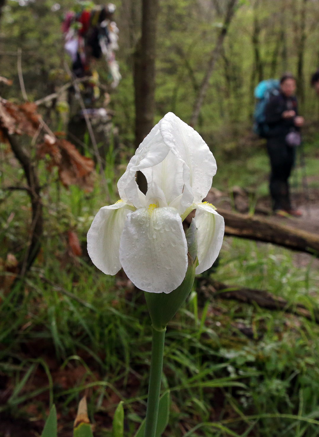 fiore di Iris florentina L. con sullo sfondo escursionista