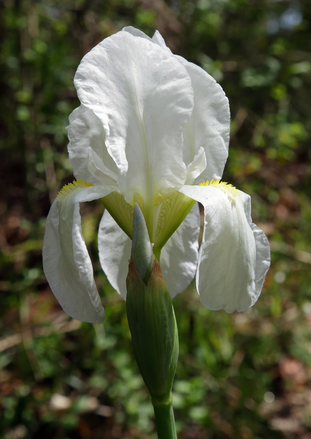 candido fiore di Iris florentina L.