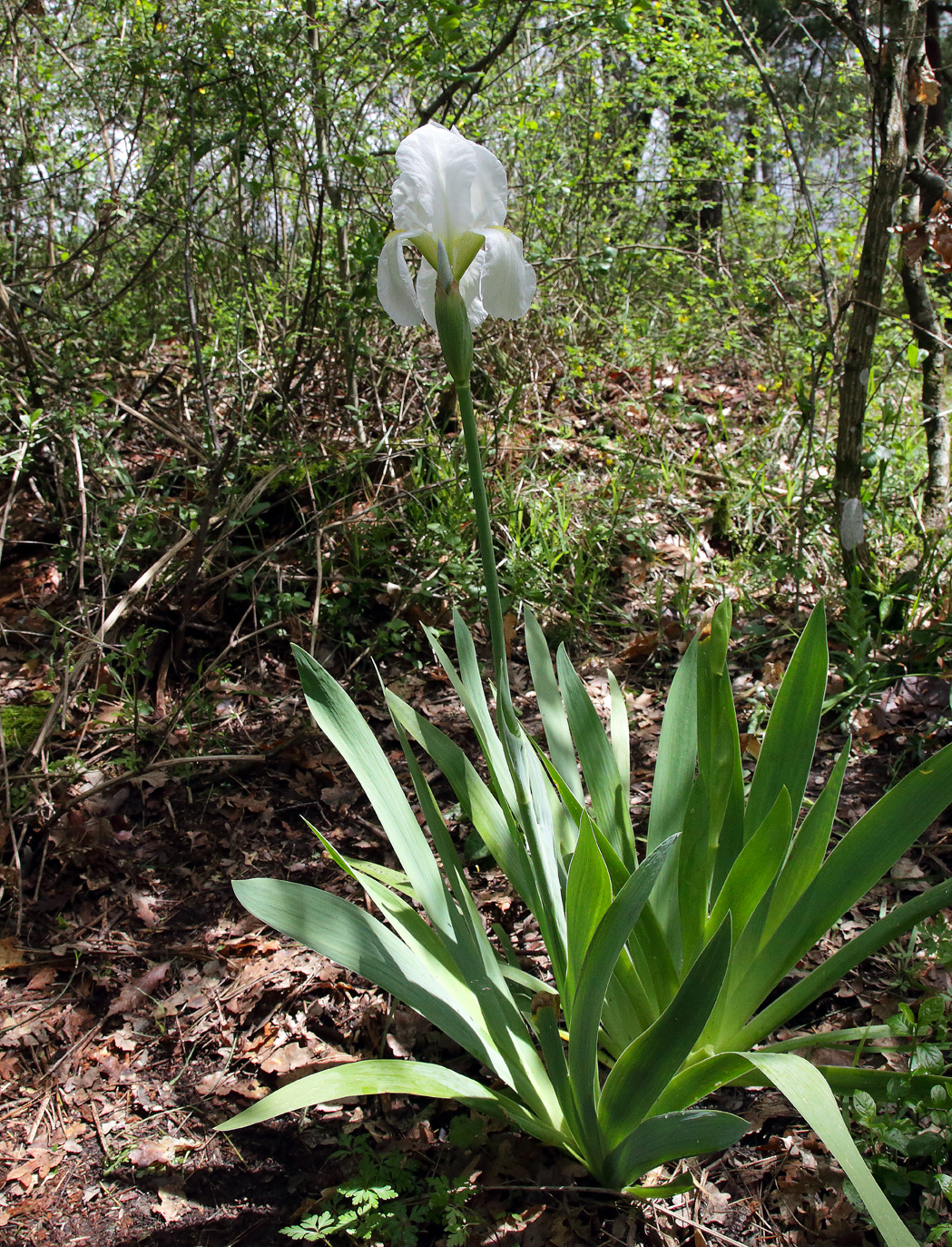 pianta di Iris florentina L. con fiore completamente sbocciato in apice