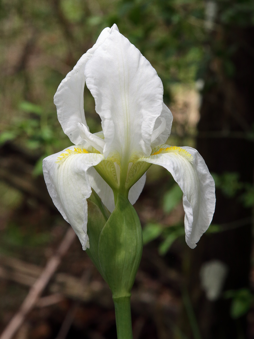 in primo piano il bianchissimo fiore dell'Iris florentina
