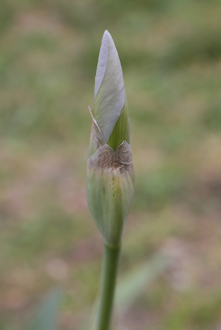 boccio di Iris florentina L.