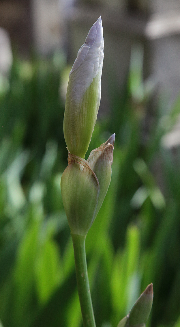 Iris florentina L., bocci: quello apicale prossimo ad aprirsi