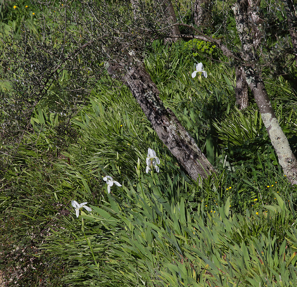 alcuni bianchi fiori dell'Iris florentina