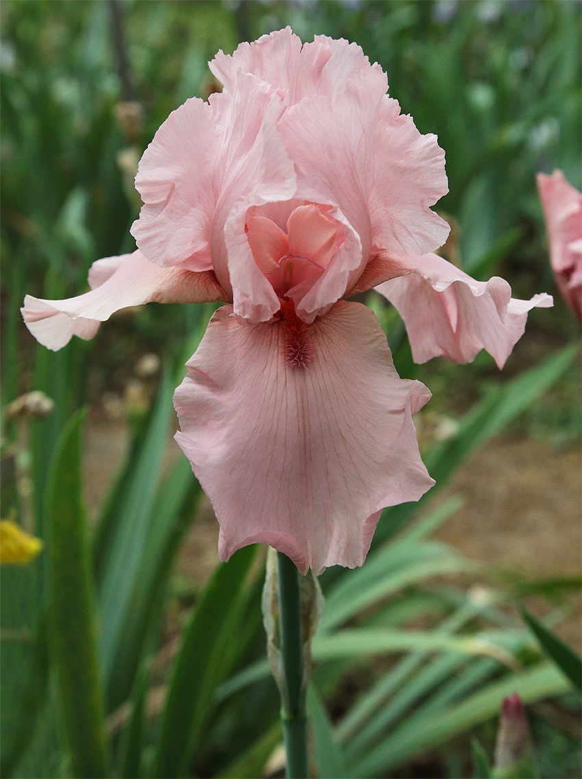 fiore di iris dal colore rosa