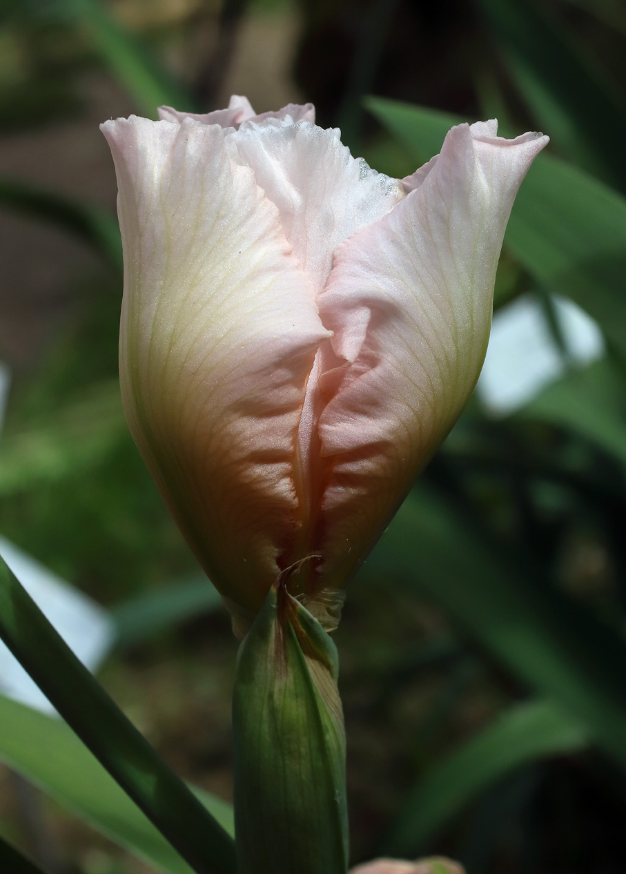 Iris rosa tenue in sboccio