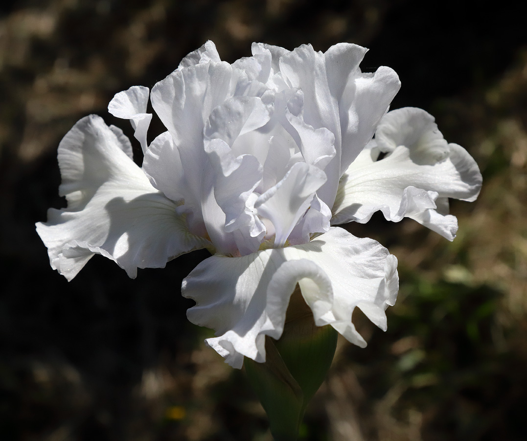 Iris bianca quasi rotonda a palla vista quasi da sopra con le fitte crenature