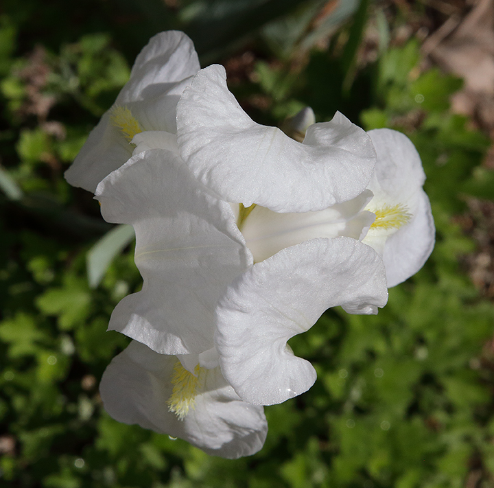 fiore di Iris florentina visto dall'alto con il tipico aspetto triangolare