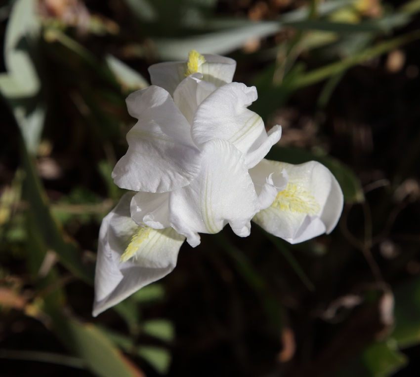 fiore di Iris florentina L. visto dall'alto con la tipica forma a triangolo: le lacinie inferiori non sono ancora del tutto distese e appaiono ancora parzialmente appuntite