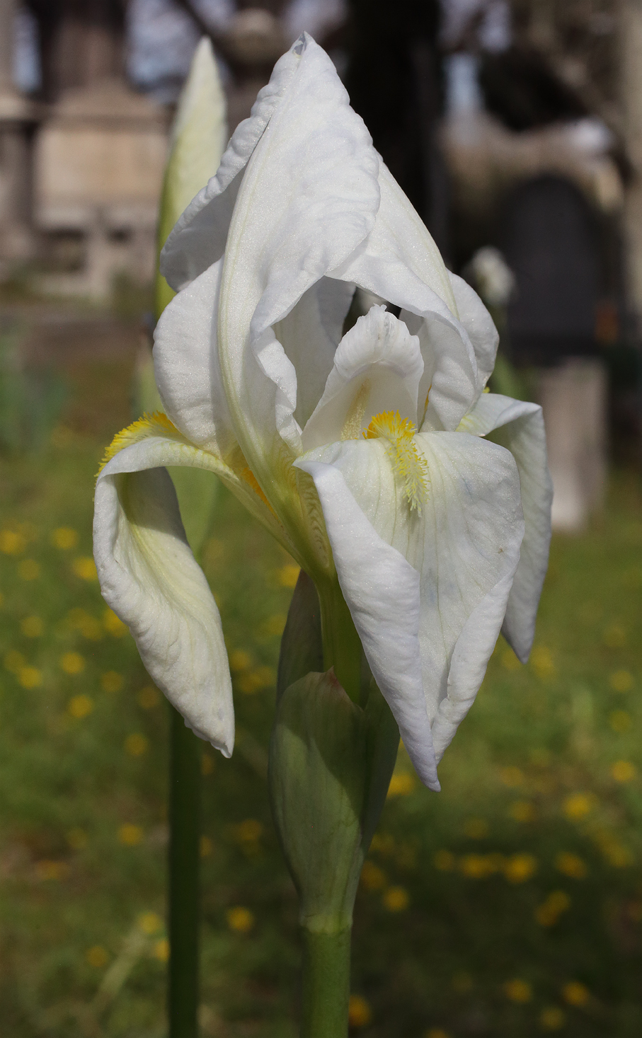 fiore di Iris florentina L. appena aperto: le lacinie inferiori non sono ancora del tutto distese e appaiono ancora parzialmente appuntite