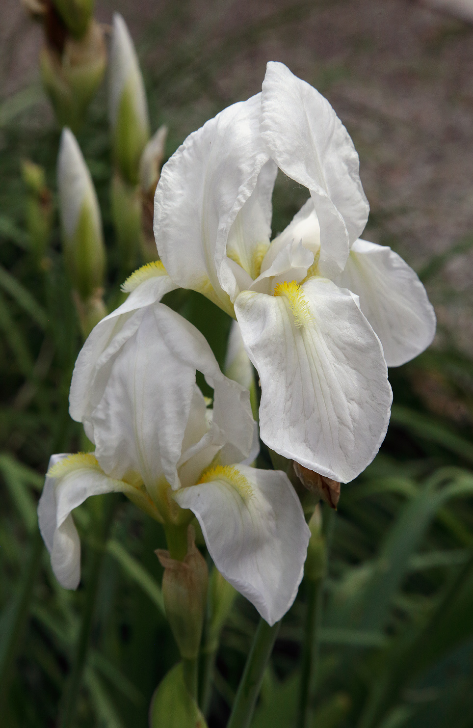 2 fiori di Iris florentina L.