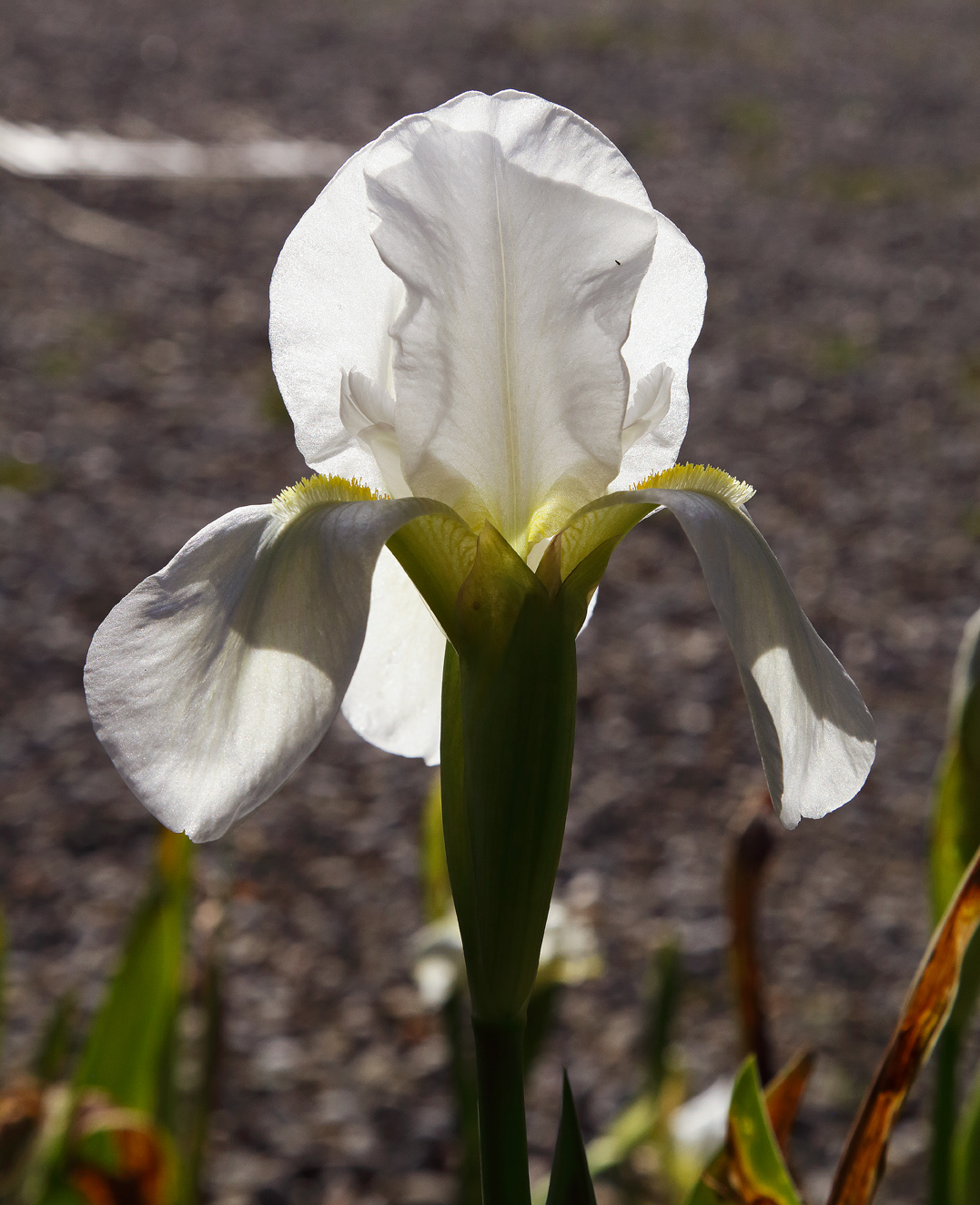 fiore di Iris florentina L. visto in controluce