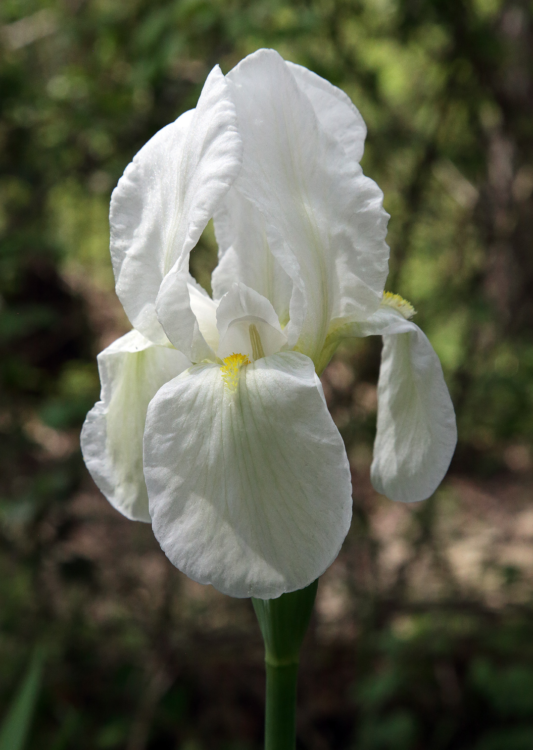 fiore Iris florentina L. 