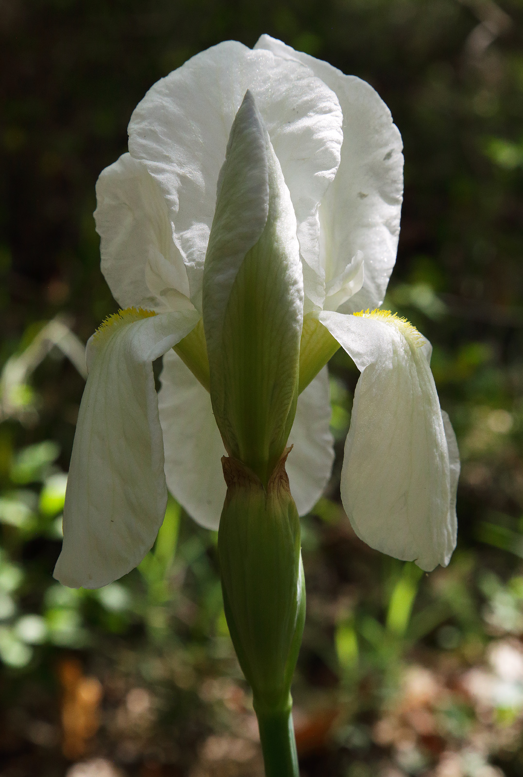 fiore di Iris florentina controluce con davanti l'altro fiore apicale in boccio