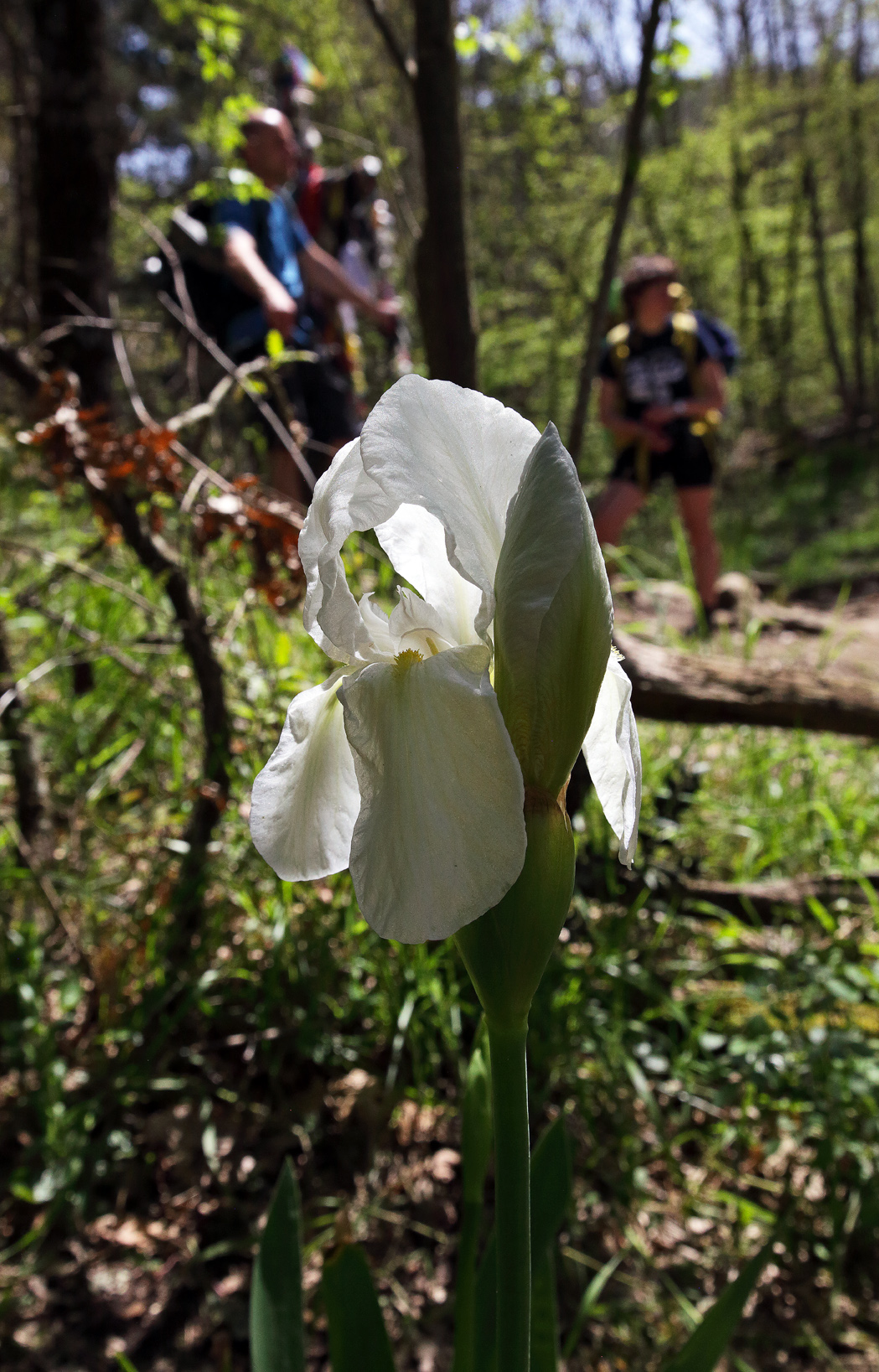 pianta di Iris florentina con fiore e boccio in apice e sullo sfondo escursionisti